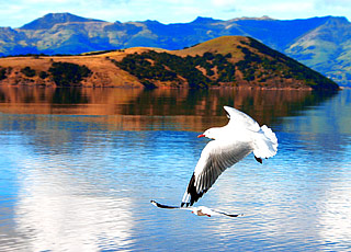 Escale Nouvelle-Zélande (Port Chalmers)